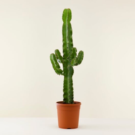 Euphorbia Cactus